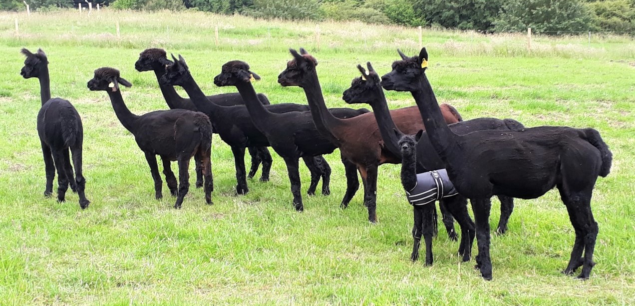 Interested in owning or breeding alpacas? 